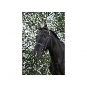 Bridon Riding World muserolle française marron (pur-sang) neuf occasion
