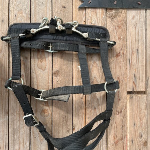 Caveçon (poney) occasion