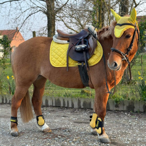 lot Lami- Cell tapis bonnet guêtres jaune (cheval) occasion