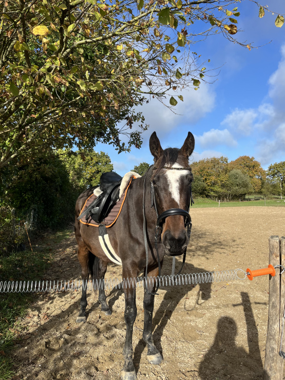 Bridons Félix Bühler sans mors 5 en 1 (cheval) occasion
