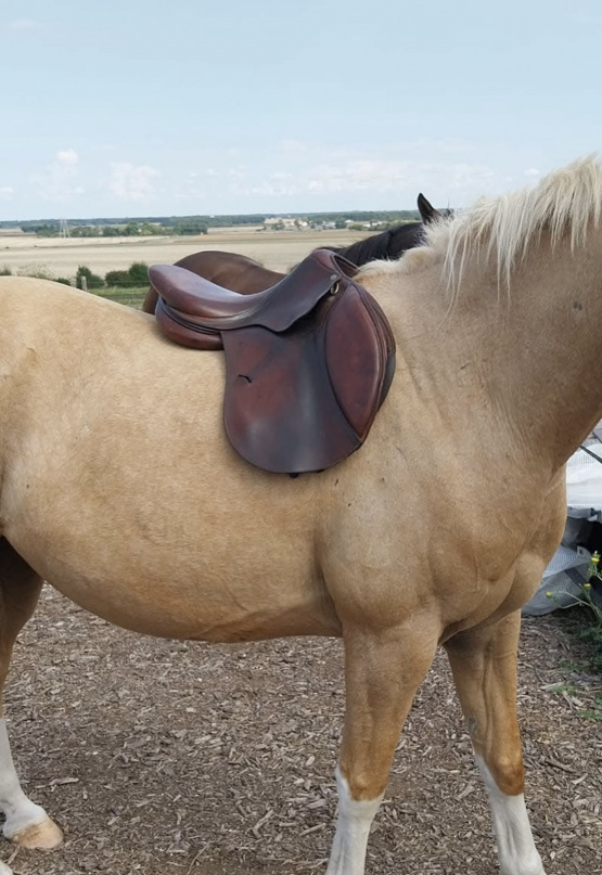 Selle loisir Antares 17,5 pouces (2012) occasion
