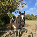 Bridons Félix Bühler sans mors 5 en 1 (cheval) occasion