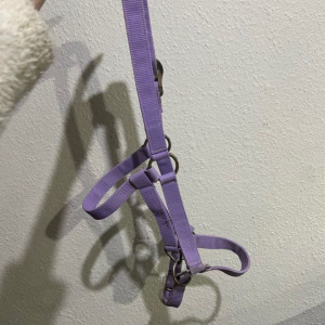 Licol violet (COB) occasion