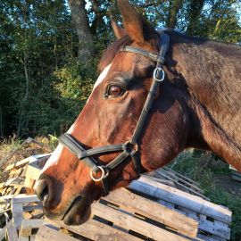 Sidepull noir taille cob