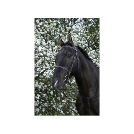Bridon Riding world muserolle française marron (shetland) neuf